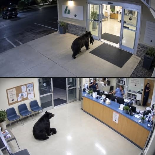 The Mother Bear Who Walked Into a Veterinary Clinic Carrying Her Dying Cub — A Moment That Showed the Power of a Mother’s Love