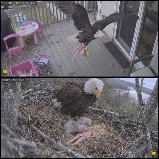 The Eagle That Took a Little Girl’s Barbie Doll — And Created a Magical Story Nobody Expected
