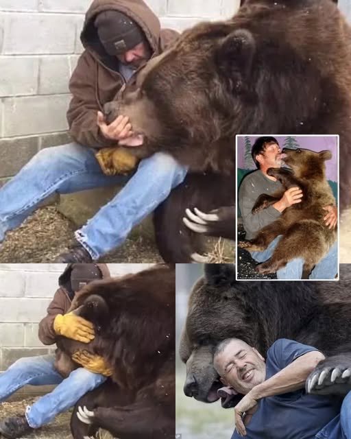 Heartwarming Moments: Jimbo the Kodiak Bear Receives Extra Love.805