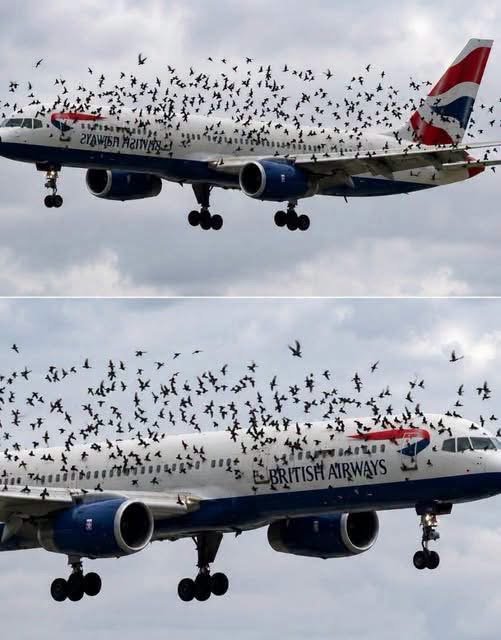 The Unbelievable Story Behind a Bird Strike Emergency Landing